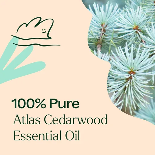 Vista 5 de Plant Therapy Aceite esencial de madera de cedro Atlas, 1 oz, 100% puro, sin diluir, grado terapéutico