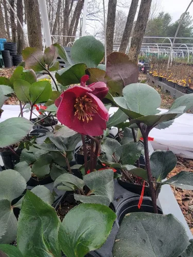 Vista 2 de Ice N' Roses Red Lenten Rose - Planta viva (1 QT) - Helleborus Rosa de Navidad Evergreen