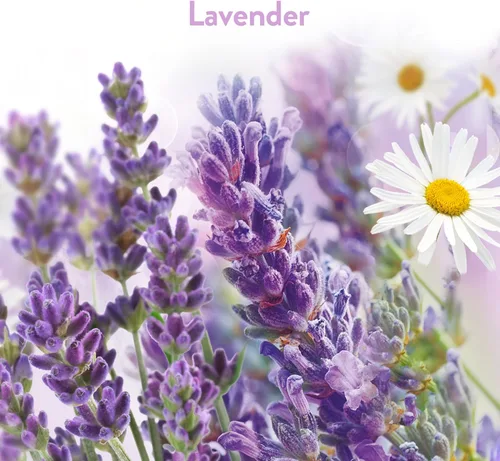 Vista 2 de Air Wick Stick Ups Ambientador, lavanda y manzanilla, 2