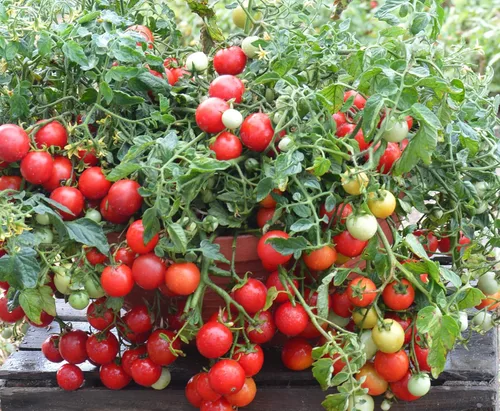 Vista 3 de Tomate Cherry Maskotka Cascading Trasero Enano Arbusto Tomate 50+ Semillas para plantar sin OMG