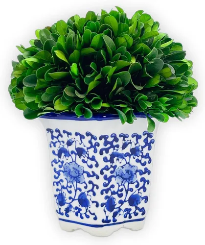 Galt International Bola de boj real preservada naturalmente de 7 pulgadas en maceta de porcelana azul y blanca pintada a mano, maceta verde para