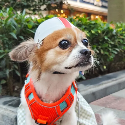 Vista 2 de PETLESO Casco para perro, motocicleta, casco para mascotas para perros pequeños, gatos, tapa de seguridad rígida con protección ajustable