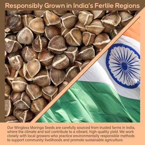Vista 4 de Moringa Seeds - Tarro de boca ancha de 1 libra sin alas - Variedad PKM1 - Bocadillos comestibles - Plantación - Moringa Oleifera - Malunggay