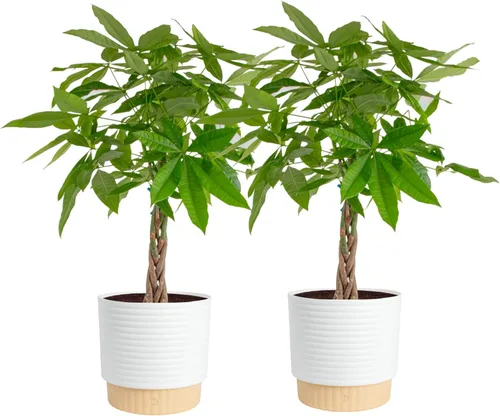 Costa Farms Plantas de árbol de dinero vivo (paquete de 2), planta de interior grande de 3 a 4 pies de alto con tronco trenzado, plantas de interior