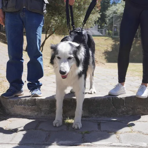 Vista 4 de AGON Arnés canino para perro con soporte para patas traseras, cadera y rodillera, arnés para ayudar a levantar la espalda de los perros y el viejo