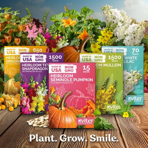 Vista 36 de KVITER 700 semillas de bálsamo de limón para plantar (Melissa Officinalis) - Semillas de hierbas medicinales orgánicas y tradicionales - Cultivar