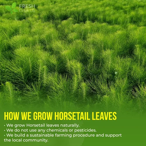 Vista 143 de FreshDrinkUS, 135 bolsas de té de jengibre y cúrcuma premium, ingredientes 100% naturales, mezcla hecha a mano de té de hierbas de cúrcuma