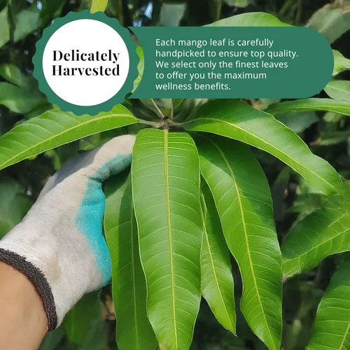 Vista 3 de Akshit Hojas secas de mango, hojas secas, hojas de mango secas, té de hojas naturales, sin aditivos, sin cafeína, sin OMG. 5.2 oz