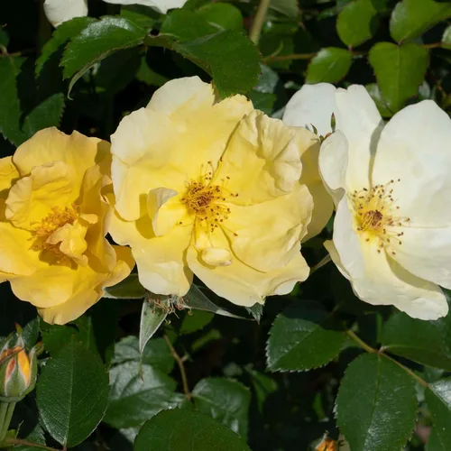 Vista 5 de Perfect Plants Easy Bee-zy™ Knock Out® Rose Bush 1 galón Arbusto de rosas vivas Rosas frescas