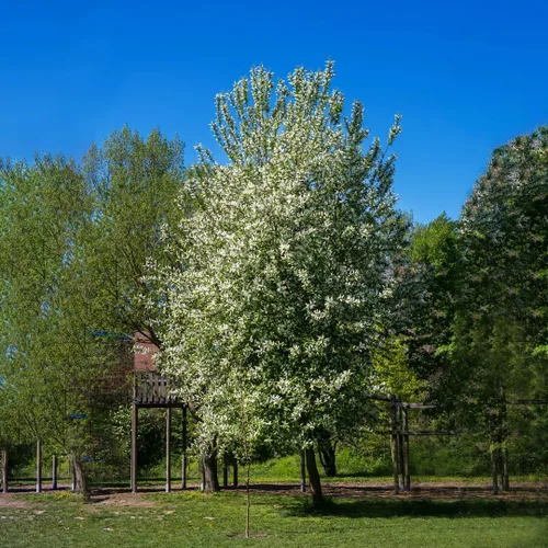 Vista 6 de Cerezo Negro Europeo Semillas Premium Prunus padus 'Summer' Plants'® (Premium Seeds, 10)