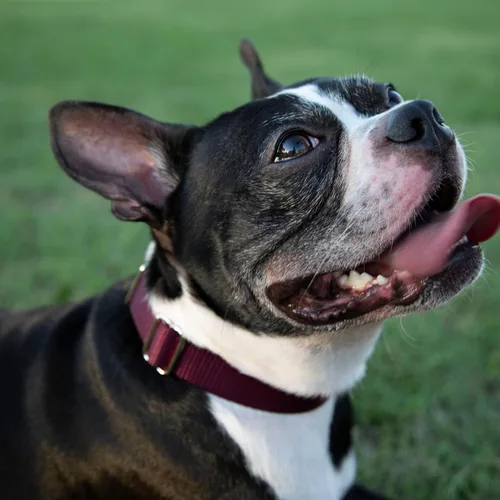 Vista 3 de Country Brook Petz - Collar de perro martingala, collar de entrenamiento resistente sin hebilla, collar de perro de servicio para todos los Marrón