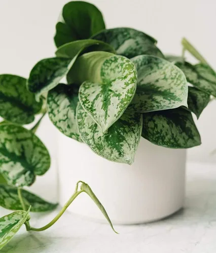 Vista 5 de American Plant Exchange Silver Splash Pothos - Pothos de Satén Silver Splash Vivo en Maceta de 6 Pulgadas, Planta de Interior Purificadora de Aire