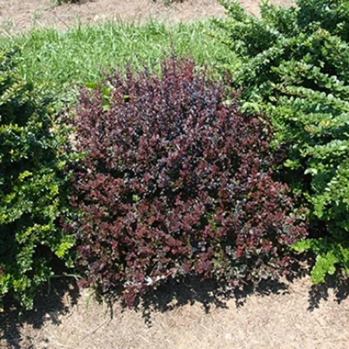 Sunjoy Mini Maroon® Barberry - Maceta de 4" - Berberis