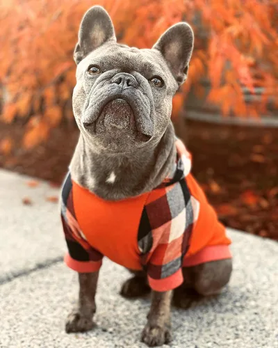 Vista 7 de Fitwarm - Chaleco de algodón para perros y gatos, diseño a cuadros con capucha (naranja, XS)