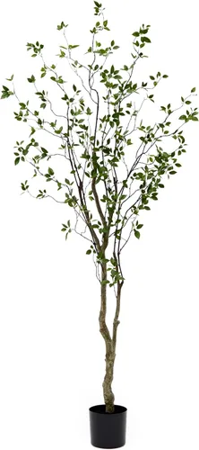 Variación 3