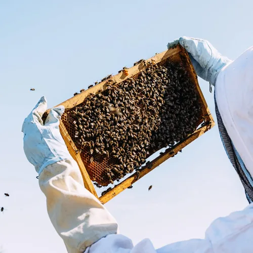 Vista 5 de KINGLAKE Beekeeping Gloves Bee Hive Gloves Goatskin Beekeeping Protective Glove with Sleeves Large for the Beginner Beekeeper