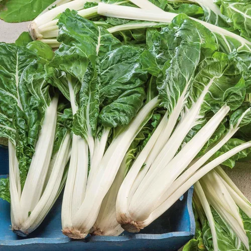 Vista 5 de Eden Brothers Semillas de acelga suiza - Lápiz labial rosa