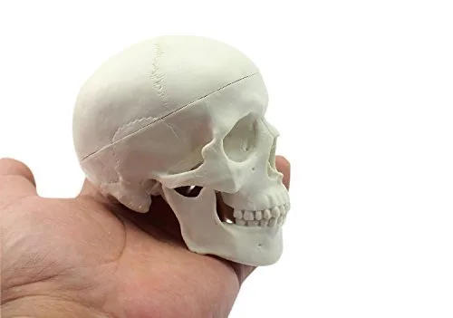 Educación Mini Cráneo Humano Médico Cabeza Anatómica Hueso Cráneo Hueso Modelo