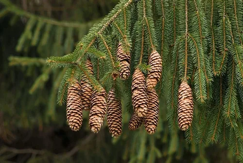 Vista 2 de Semillas de abeto de Noruega - 50 semillas - Hermosas semillas de árbol de hoja perenne - Picea Abies