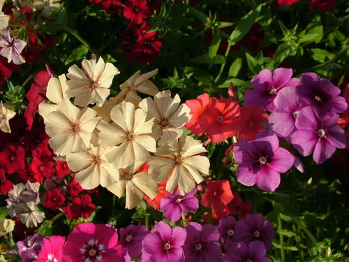 Vista 6 de Drummond's Phlox Mix Seeds Flores anuales para plantar 100 semillas sin OMG