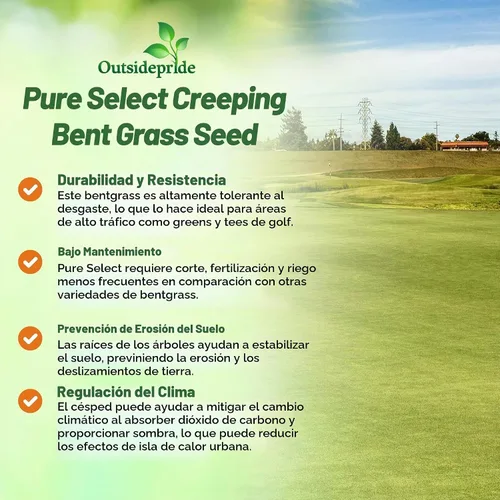 Vista 3 de Outsidepride Pure Select - Semilla de césped doblada rastrera – 1 libra de césped premium para poner verduras, camisetas y calles, semillas