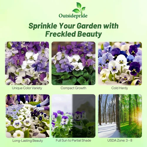 Vista 2 de Outsidepride Sorority Sisters Viola - Semillas de pensamiento para plantar, 100 unidades. Flores perennes, extendidas, resistentes al frío y aptas