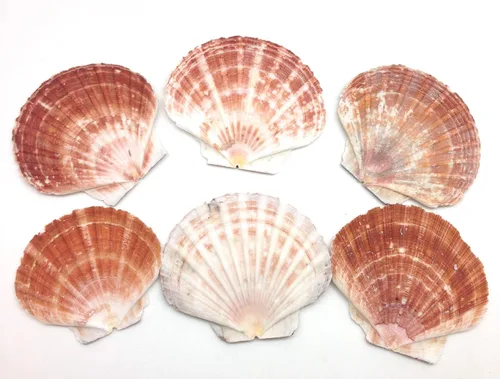 Vista 2 de PEPPERLONELY 6 conchas marinas grandes de vieira grande, conchas planas irlandesas, 4 pulgadas ~ 5 pulgadas