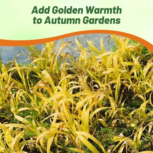 Vista 4 de Outsidepride - 50 semillas de la hierba ornamental perenne mijo dorado (Milium effusum [Golden Millet]) para sembrar