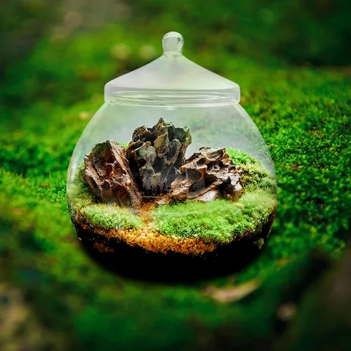 Vista 6 de Angoily Terrario de vidrio, tarros grandes transparentes con tapa, florero de terrario para plantas