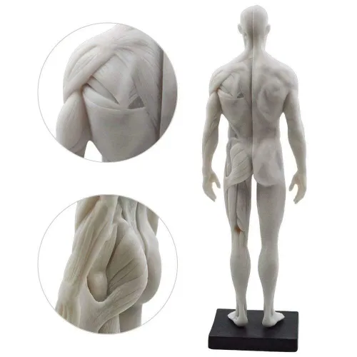 Vista 5 de Global-Dental - Figura anatómica de hombre (11 pulgadas), color blanco, modelo artístico