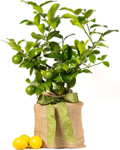 Árbol de limón Meyer de regalo, planta frutal viva, fácil de cuidar, bajo mantenimiento, limones jugosos, regalo único para inauguración de casa,