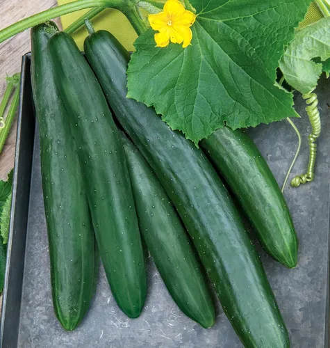 Vista 11 de Burpee 'Bush Champion' Semillas de Pepino para Rebanar, 60 semillas sin OGM, Apto para Contenedores, Exclusivo de Burpee
