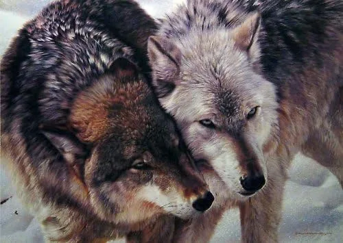 Carl Brenders - Impresión artística de lobo de mejilla de lobo a lobo