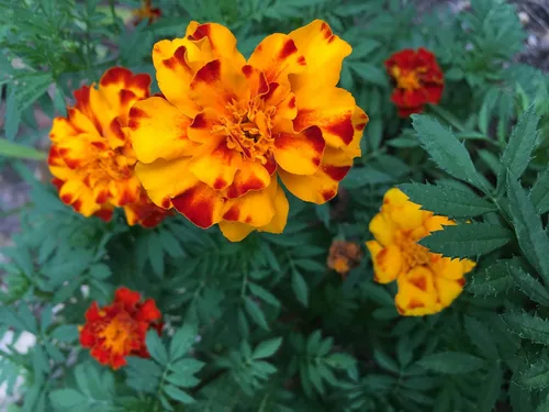 Vista 2 de 1500 semillas de mezcla de caléndula francesa chispeante, 0.26 oz de semillas no transgénicos, reliquia heredera de EE. UU., abeja polinizadora