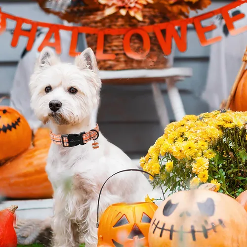Vista 126 de Aring Pet Collar de algodón, ligero y ajustable, con hebilla de liberación rápida para perros pequeños, medianos y grandes, para cachorros, XS