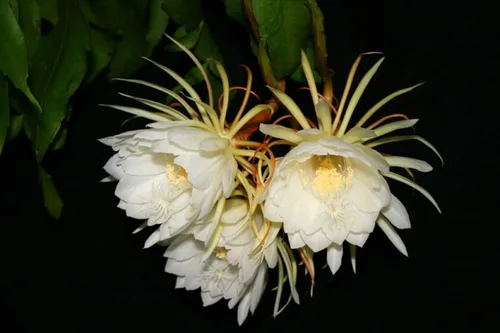 Corte de cactus orquídea White Queen of The Night, corte de cactus Epiphyllum Oxypetalum, 8 pulgadas a 10 pulgadas de alto, sin raíz