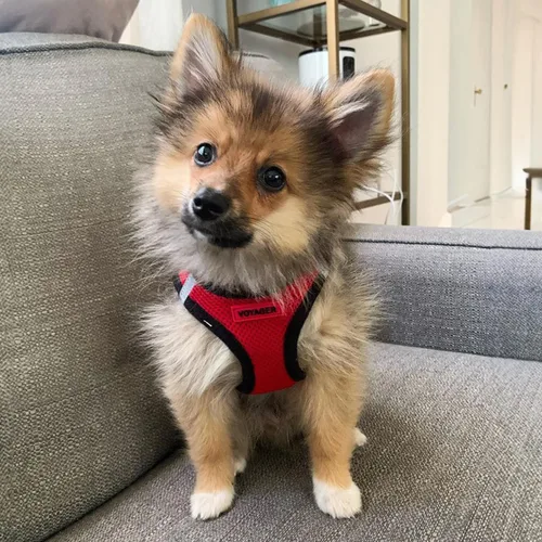 Vista 7 de Best Pet Supplies - Arnés de malla para todo tipo de clima, reflectante, antitirones, para perros y gatos pequeños y medianos, con velcro, hebilla