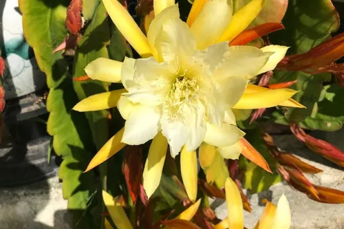 Vista 2 de Corte de cactus de orquídea Epiphyllum amarilla, 8 pulgadas a 10 pulgadas de largo, planta suculenta viva, sin raíz