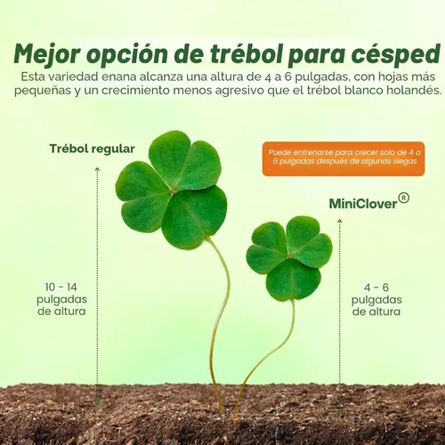 Vista 3 de Outsidepride - Semilla de trébol blanco perenne White Miniclover® para césped y cobertura de suelo, 1 lb
