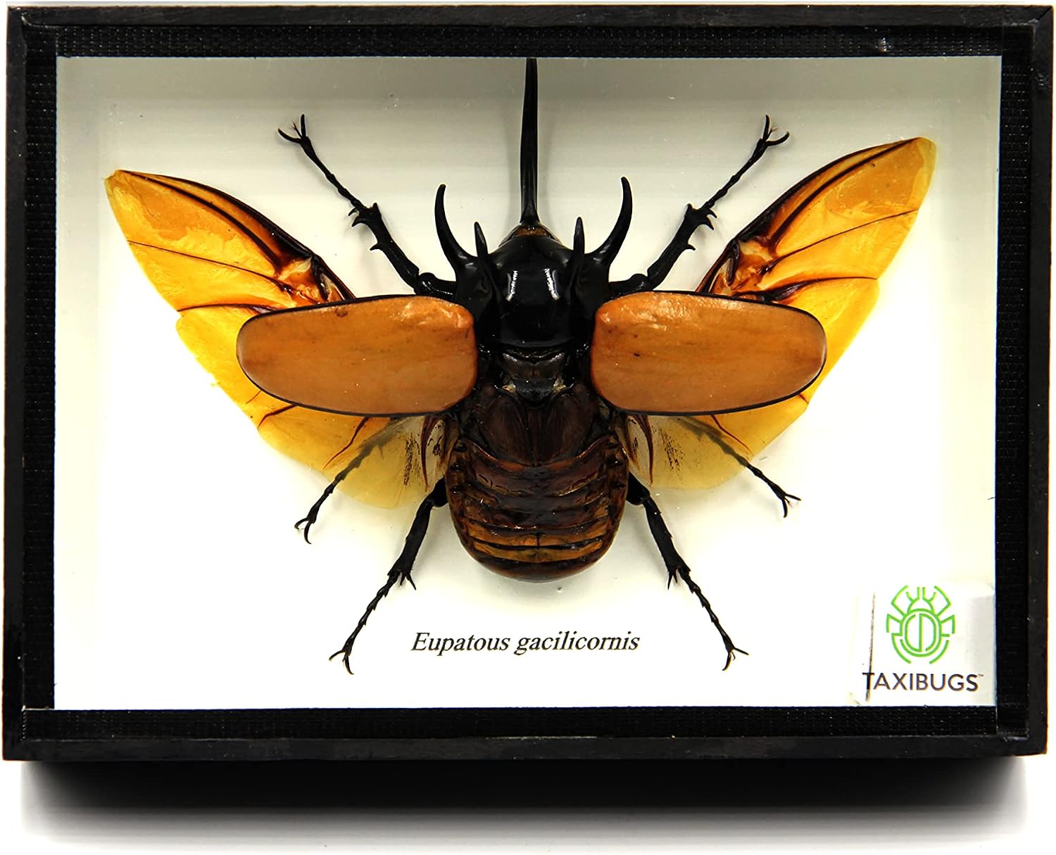2. Escarabajo de 5 cuernos real/Eupatorus Gracilicornis forma voladora taxidermia en caja transparente (caja de madera negra)