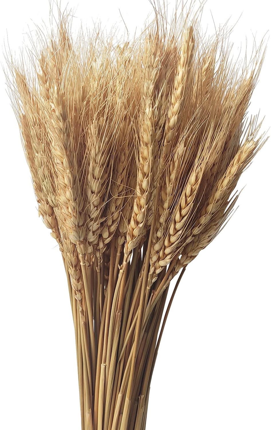 28. 200 Tallos de Trigo Seco Paquete de Trigo Natural para Decoración del Hogar, Manualidades